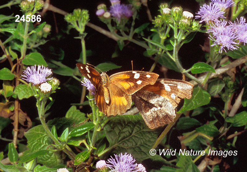 American Snout (Libytheana carinenta)